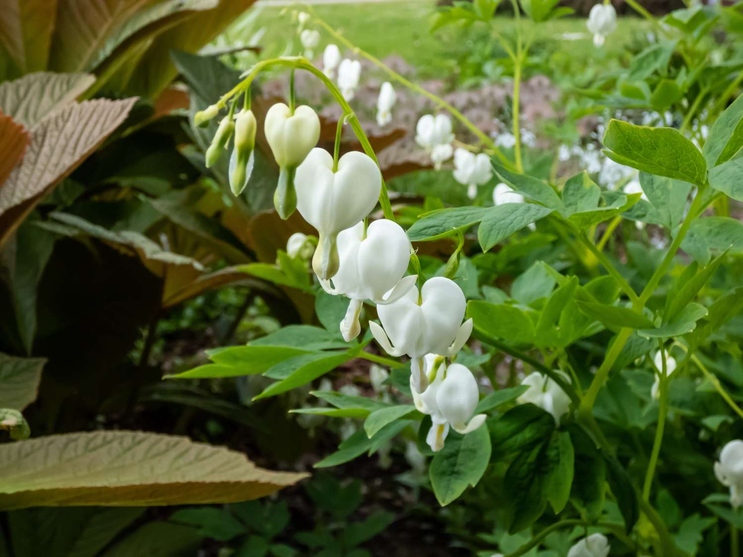Tränendes Herz 'White'
